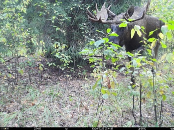 Окский заповедник показал снимки волков и рыси с фотоловушек