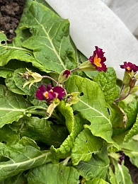 В Старый Новый год в Рязани зацвели примулы