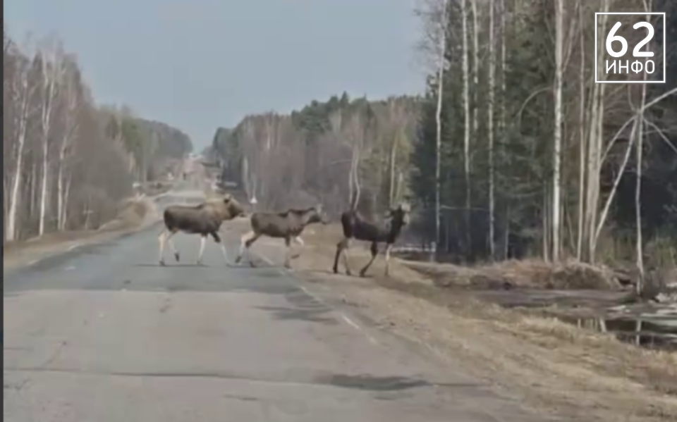 Четырёх лосей засняли на дороге в Рязанской области  - 62ИНФО