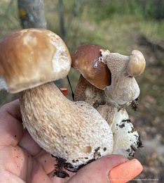 В Клепиковском районе нашли поляну сросшихся грибов