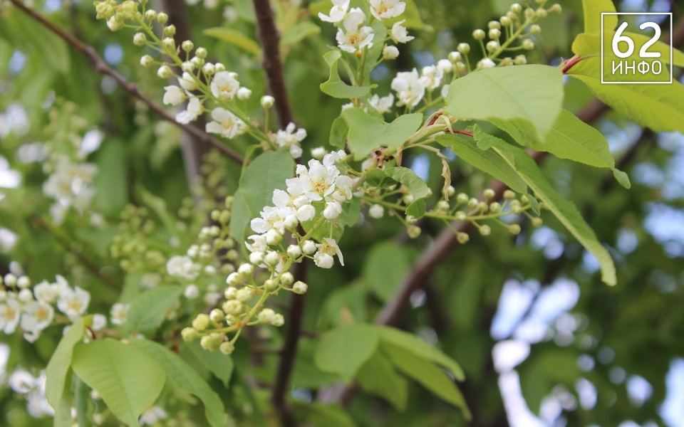 "Черемуховые" заморозки удивят рязанцев - 62ИНФО