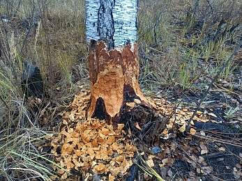 Рязанцам показали «погрызы» бобров - 62ИНФО Рязанцам показали «погрызы» бобров