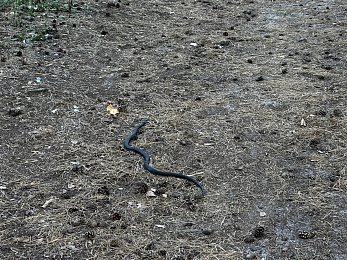 В Солотче сфотографировали редкую змею