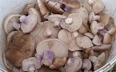 Грибники, к бою: в Рязанской области стартовал сезон подотавников