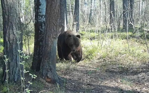 В Рязанской области запечатлели могучего медведя