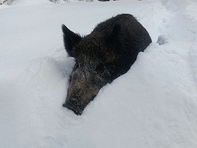 В Окском заповеднике зафиксирована рекордная глубина снега