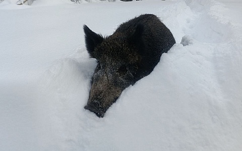 В Окском заповеднике зафиксирована рекордная глубина снега