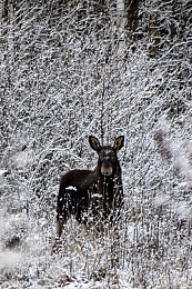 Лоси гуляли у трассы Клепиковского района