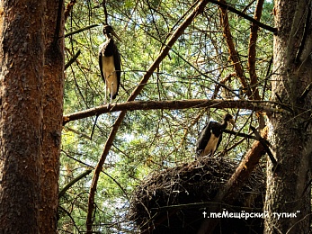 Рязанцам показали подросших птенцов черного аиста