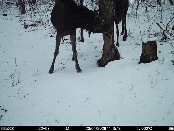 Рязанцам рассказали, что делать при встрече с волком в лесу