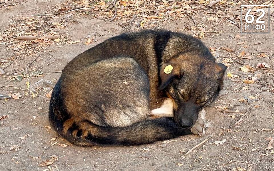 В Рязани пройдёт последняя в 2025 году выставка животных «Пойдём домой» - 62ИНФО В Рязани пройдёт последняя в 2025 году выставка животных «Пойдём домой» - 62ИНФО