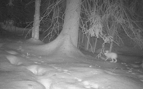 В рязанском лесу сфотографировали инфернального зайца