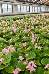 В Рязани высадят более 1,2 млн однолетних цветов