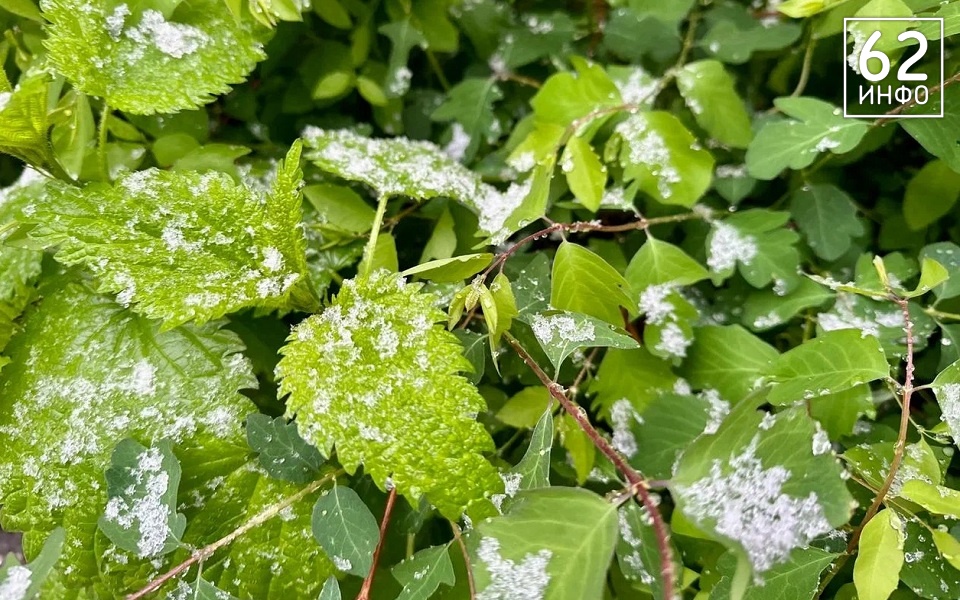 В Рязанской области рассада покрылась льдом из-за майских морозов - 62ИНФО
