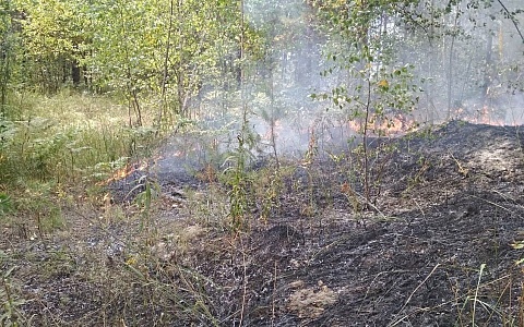 В Рязанской области вспыхнул сентябрьский лесной пожар В Рязанской области вспыхнул сентябрьский лесной пожар