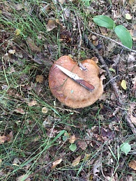 Названы урожайные леса Рязанской области с лисичками и белыми грибами