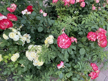 "Беспроигрышный выбор": цветовод Смирнова назвала два главных правила подготовки роз к зиме