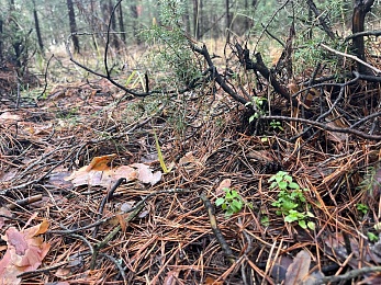 Аномальный февраль: в лесах под Рязанью распускается листва и растут грибы