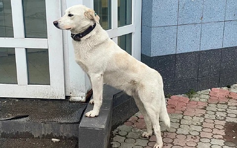 Объявлен тендер на благоустройство площадки для собак на улице Мехзавода