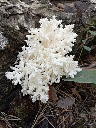 В рязанских лесах выросли грибы-кораллы