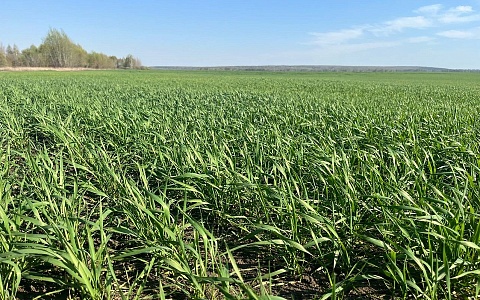 Рекордные урожаи и кадровый вопрос: Павел Малков отметил успехи АПК