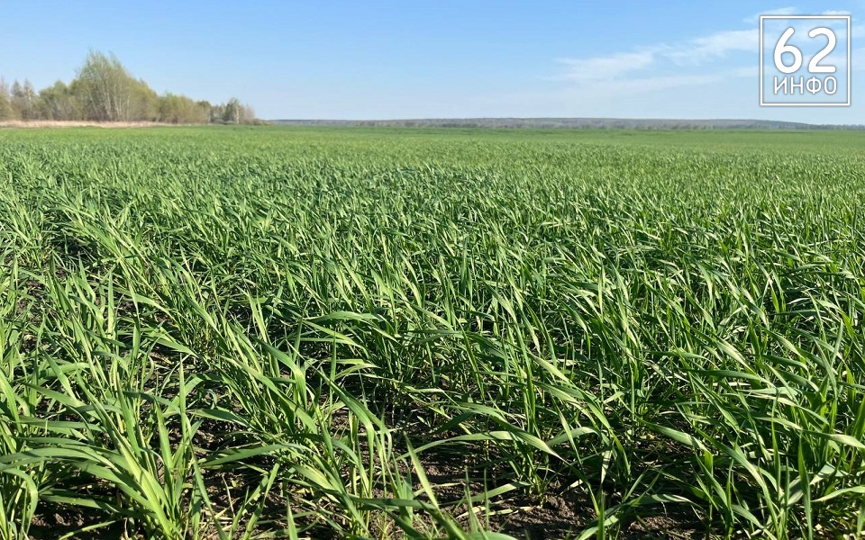 Рекордные урожаи и кадровый вопрос: Павел Малков отметил успехи АПК - 62ИНФО