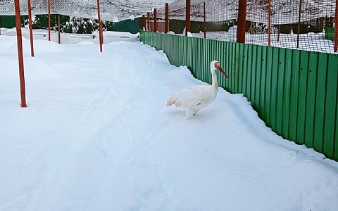 Журавлиный питомник просит помощи в уборке снега