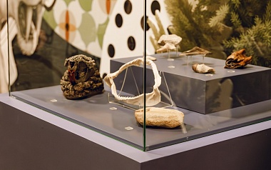 В Рязанском историческом музее открылась выставка «Зубастые истории»