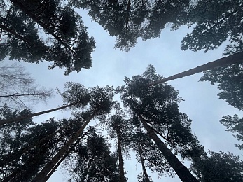 В рязанском лесу сфотографировали заброшки и лестницу в никуда - 62ИНФО В рязанском лесу сфотографировали заброшки и лестницу в никуда