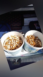 Рязанцы выносят ведра сморчков после похода в лес