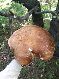 Названы урожайные леса Рязанской области с лисичками и белыми грибами