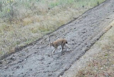 Волчью стаю заметили в рязанских лесах
