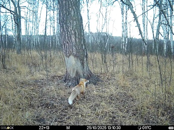 В рязанском лесу заметили рысь и волчью стаю - 62ИНФО В рязанском лесу заметили рысь и волчью стаю