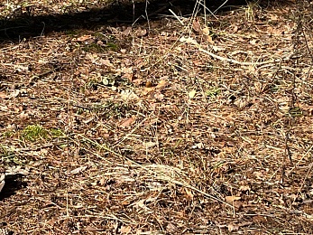 В Рязанской области заметили крушинниц-скороспелок