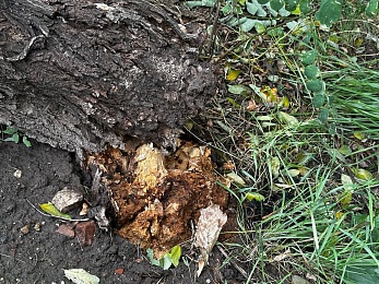В Рязани сухое дерево рухнуло у подъезда пятиэтажки на Грибоедова
