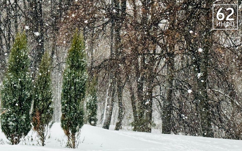 В Рязанской области усилили охрану елей в лесах - 62ИНФО