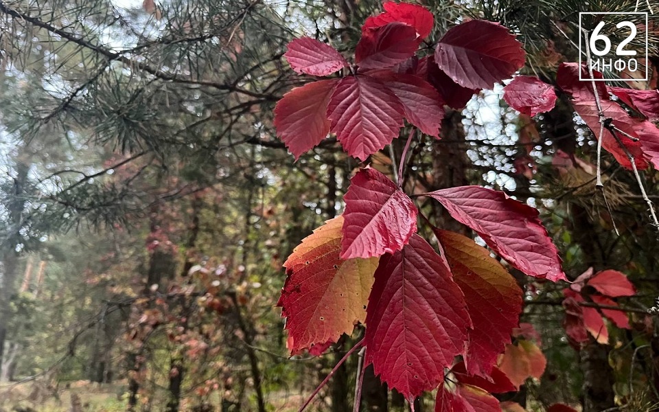 Циклон с Атлантики изменит погоду в Рязанской области - 62ИНФО Циклон с Атлантики изменит погоду в Рязанской области - 62ИНФО