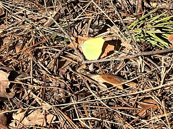 В Рязанской области заметили крушинниц-скороспелок