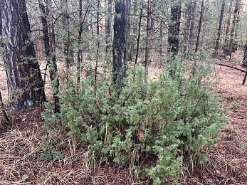 Аномальный февраль: в лесах под Рязанью распускается листва и растут грибы