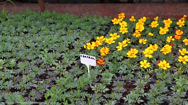 В Рязани клумбы украсят 400 тысяч однолетних растений