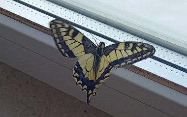 Жительница Михайлова вырастила бабочку дома 