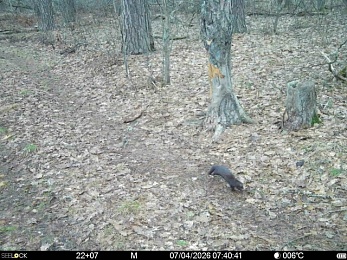 Звери в разливе: Окский заповедник поделился моментами лесной жизни
