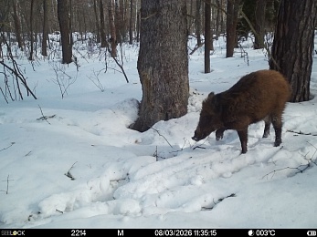 В рязанском лесу сфотографировали инфернального зайца