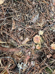 Грибники, к бою: в январе рязанские леса заполонили опята