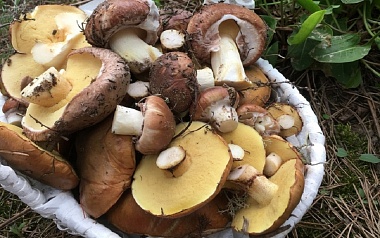 В рязанских лесах собирают свинухи и корзины маслят в мае