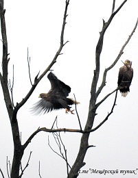 На Рязанщине охота белохвостых орланов на уток попала в кадр