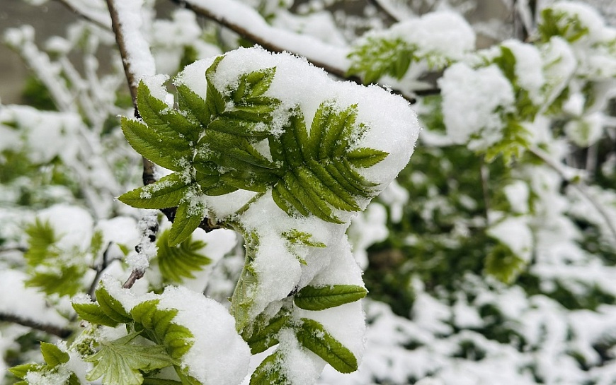 Пока задержатся: рязанцам рассказали, когда уйдут снегопады