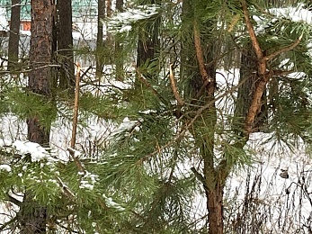 Под Солотчей обезглавливают и корчуют сосны