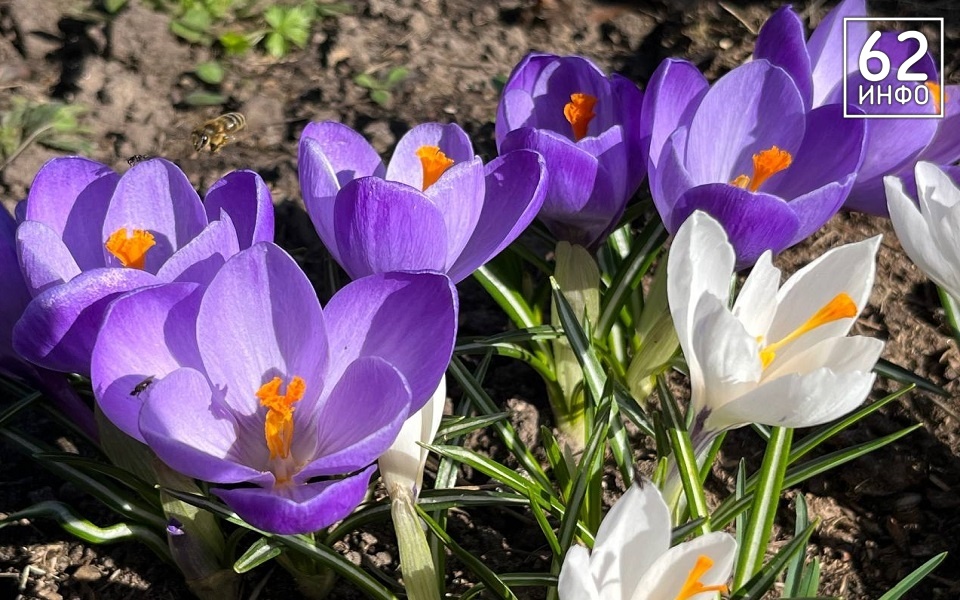 Уже на днях и до +10: в Рязанской области потеплеет досрочно - 62ИНФО