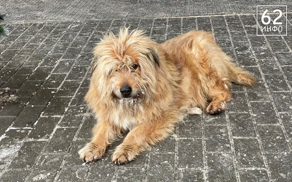 В Старожилове установили карантин по бешенству на два месяца - 62ИНФО В Старожилове установили карантин по бешенству на два месяца - 62ИНФО